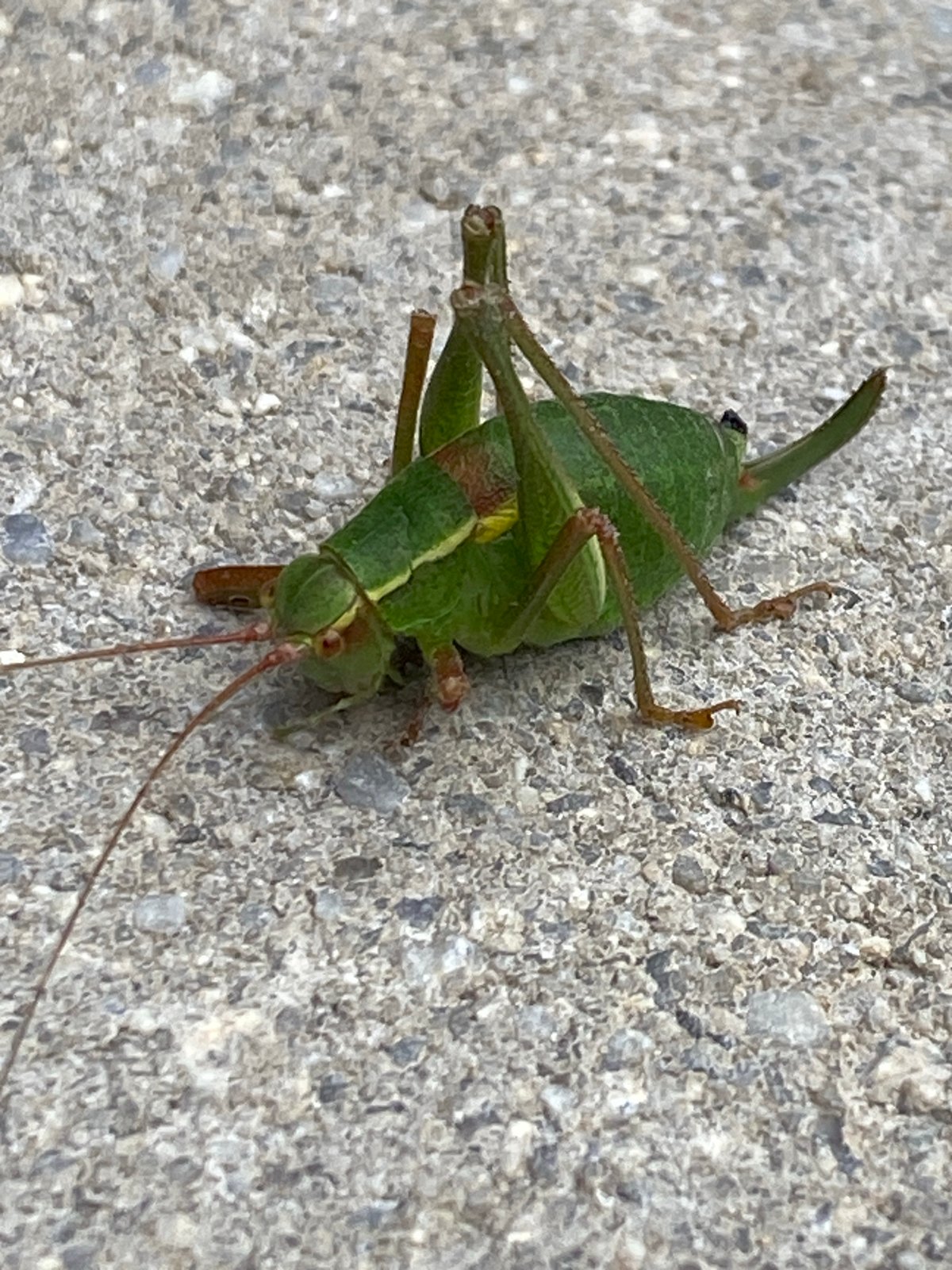 Katydids and garden flowers in close-up, Purkersdorf