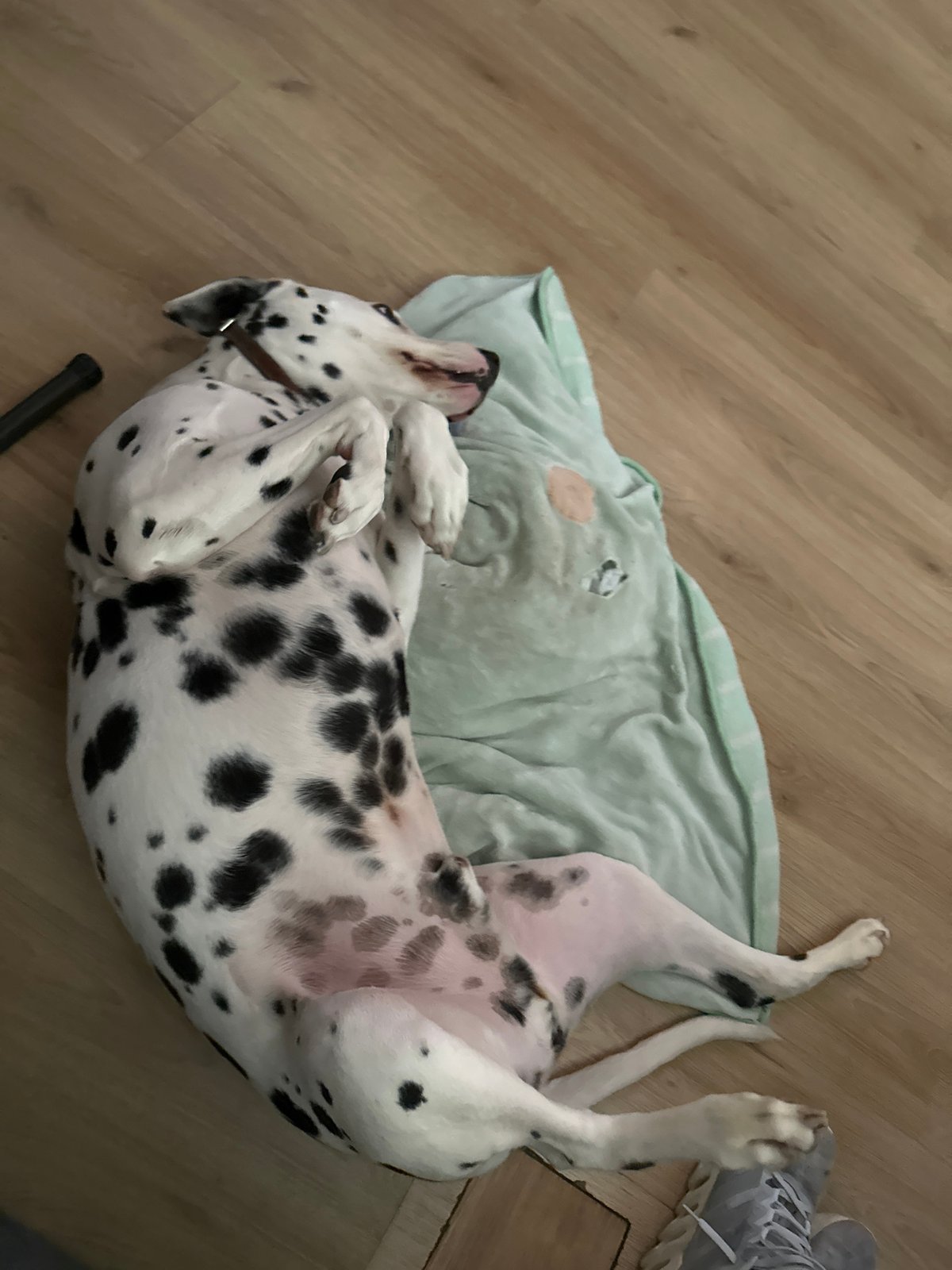 Domestic moments captured in Puebla: resting Dalmatian, prepared plantain