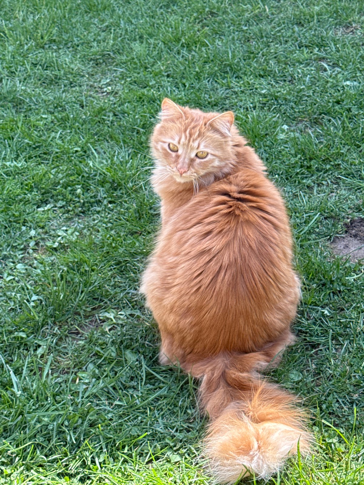 Orange cat spotted on lawn in Berkovitsa, Bulgaria