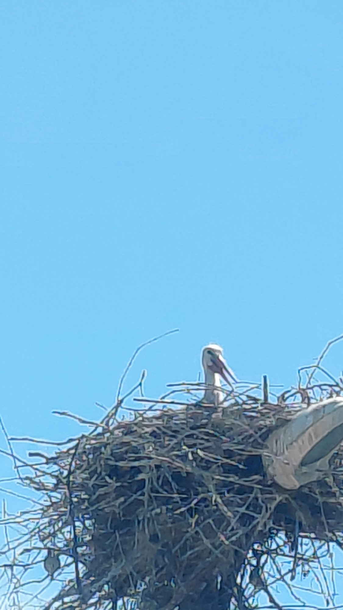 Large wading bird observed in nest during morning hours