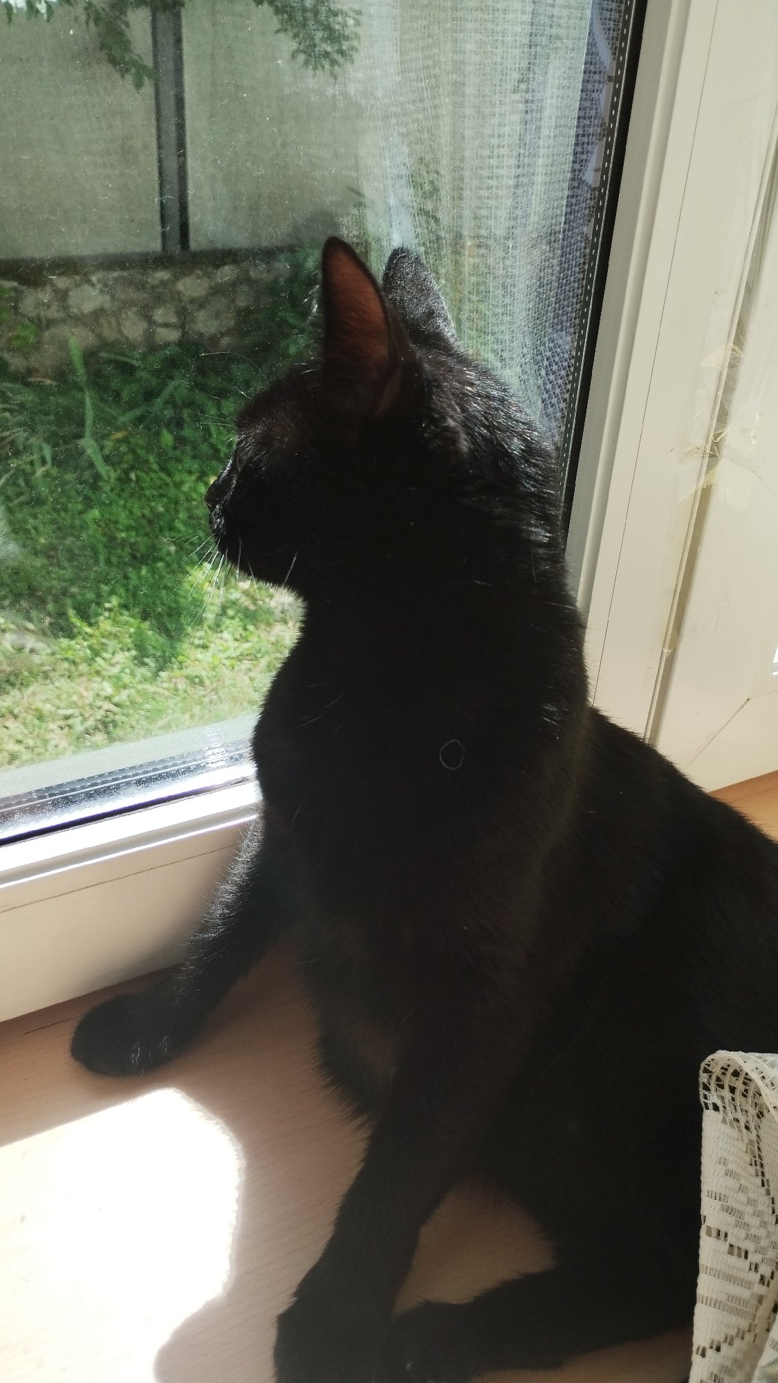 Black cat relaxing around a sunlit home interior