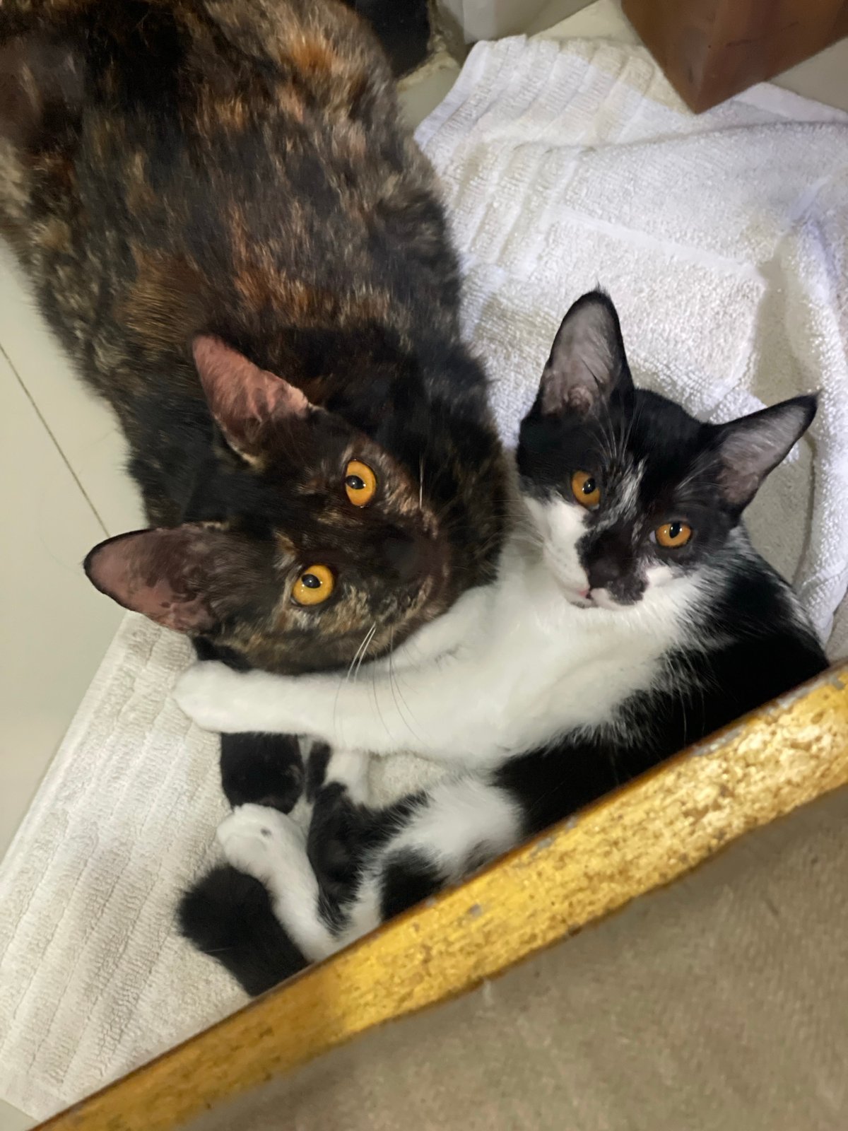 Two cats cuddle and groom together in Denpasar home