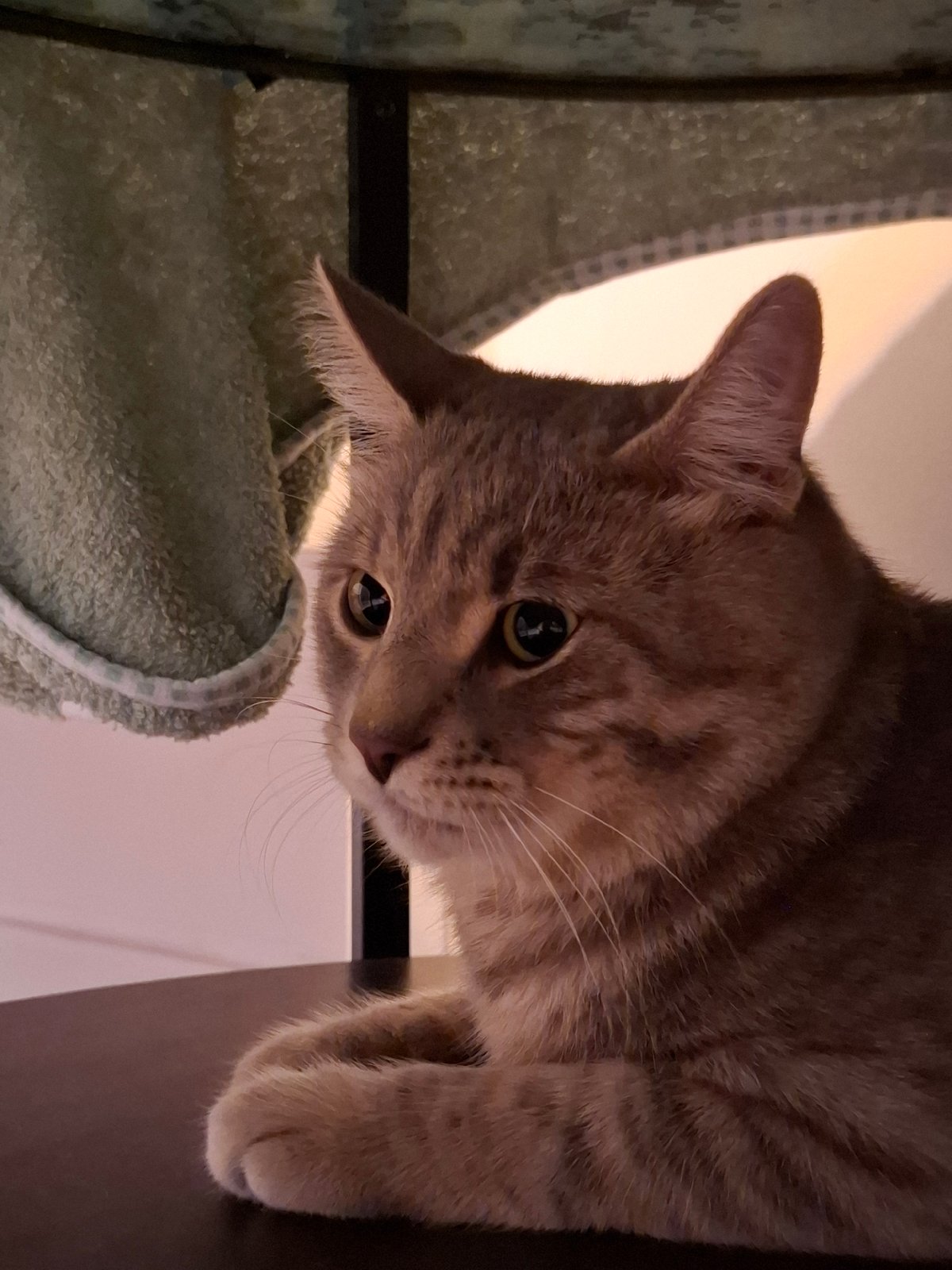Gray tabby cat's evening at home, Zemun