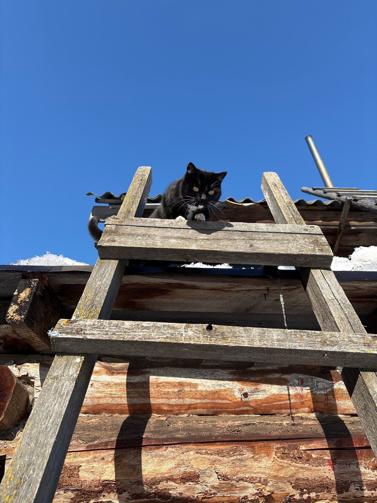 Tuxedo cat spotted on wooden structure in Ust-Ilimsk