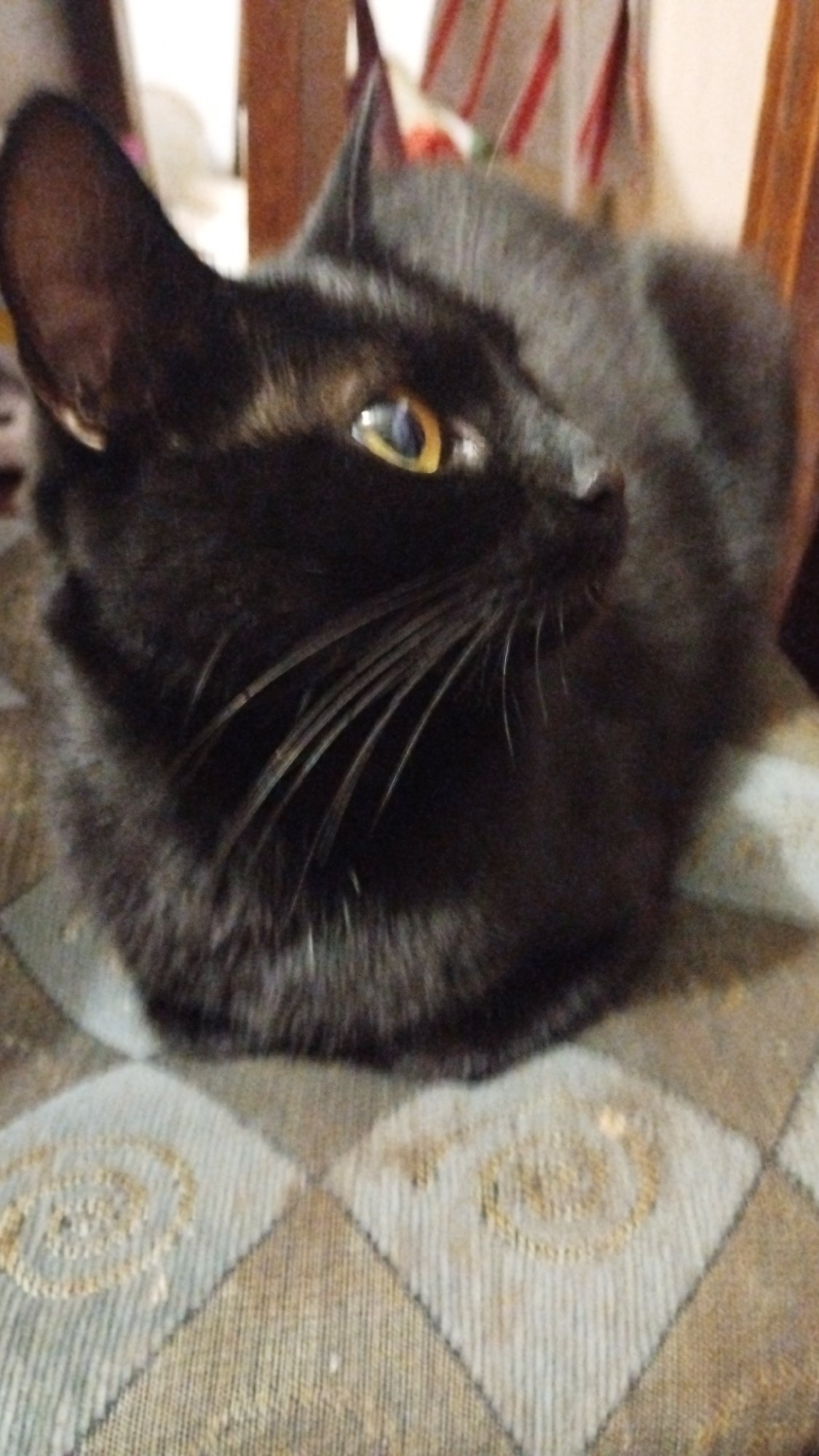 Black cat naps while apples sit pretty on a decorative plate