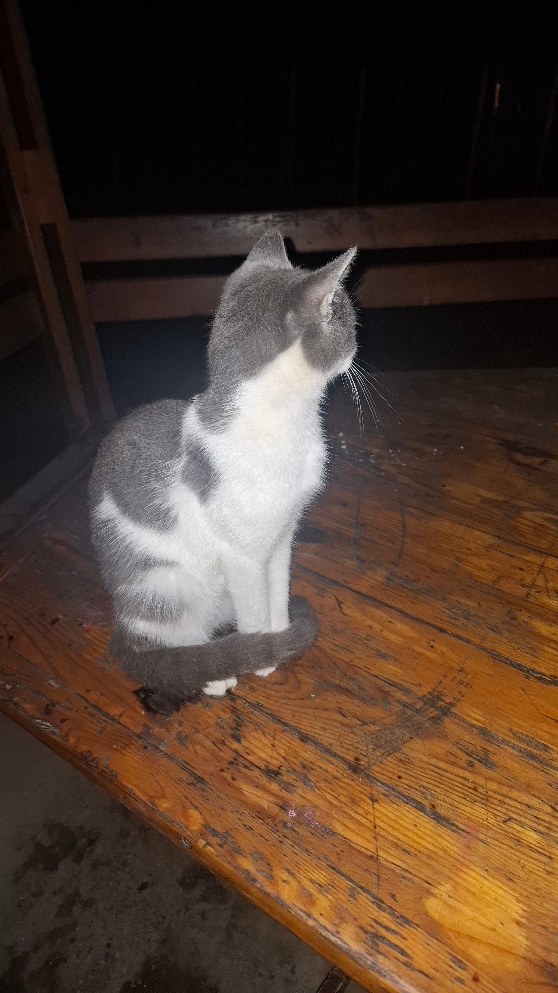 Rainy night in a Cyrillic-script city, cat included