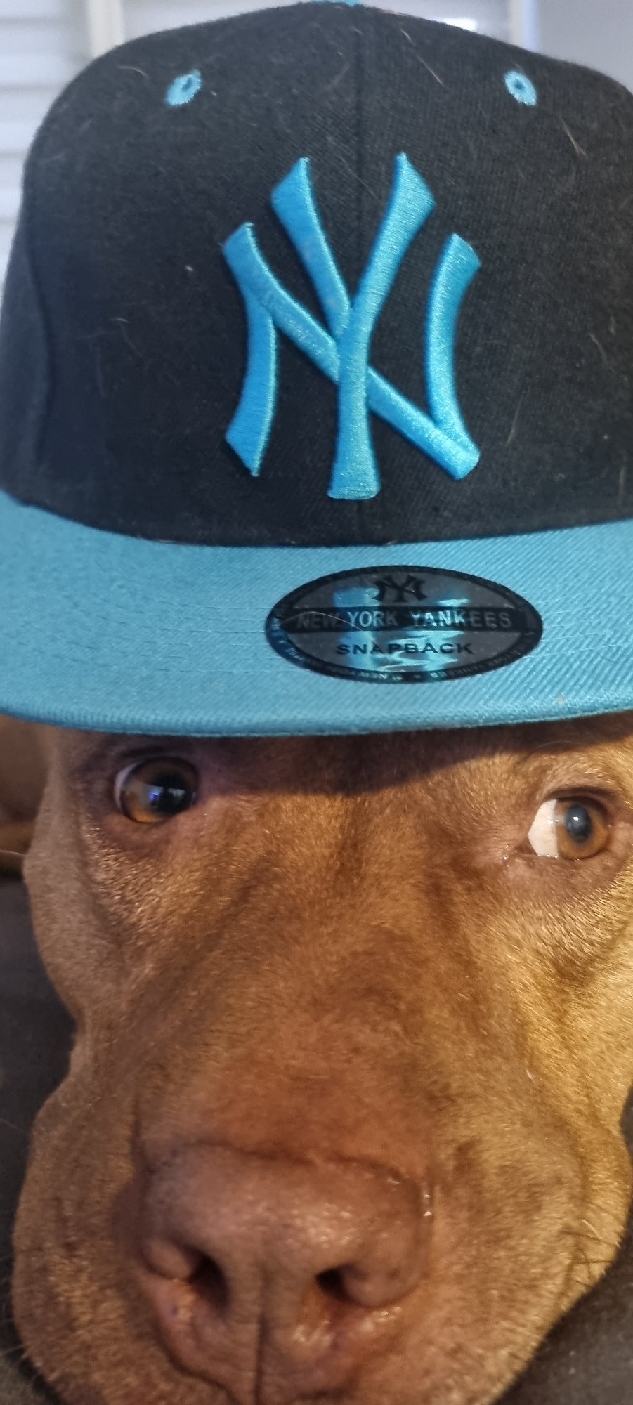 Dog in Yankees cap photographed on Sofia streets
