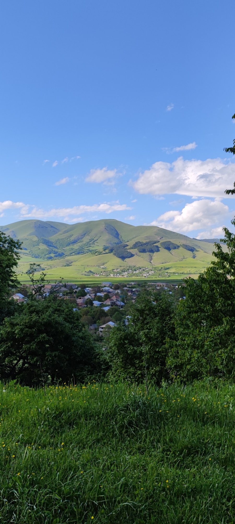 Yellow wildflowers bloom across Kurtan Armenia mountain landscape