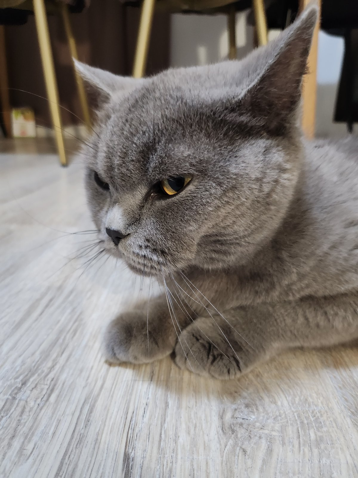 Gray cat documented during feeding and grooming session in Bulgaria