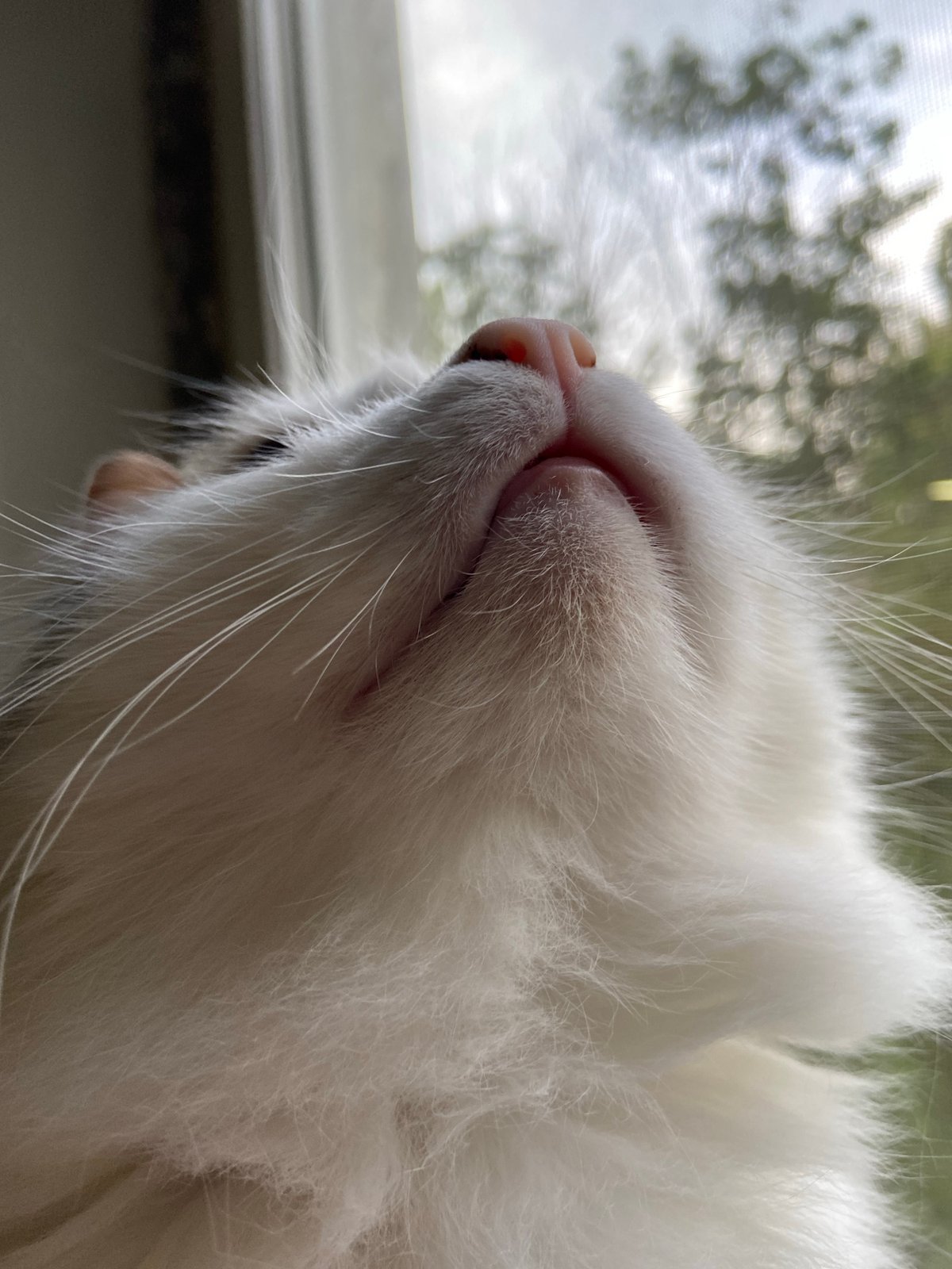 Cats observed in various indoor positions near windows