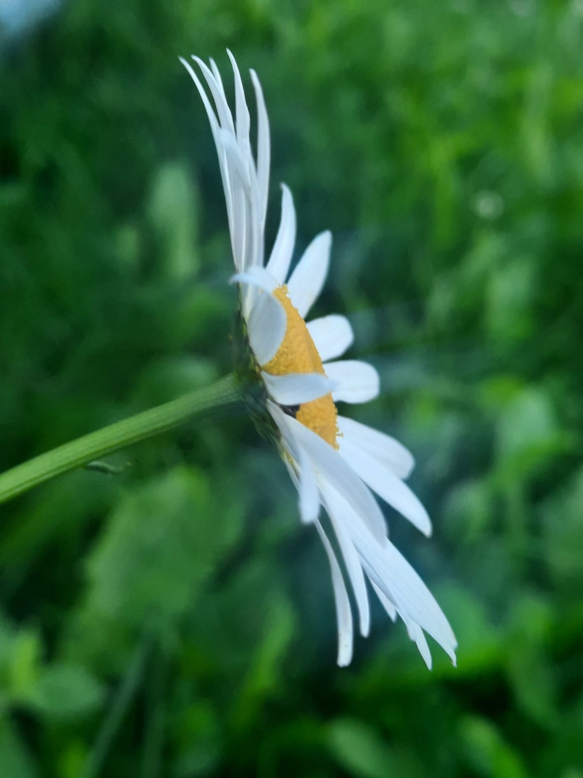 Garden close-ups: daisy, developing apple, and blooming roses