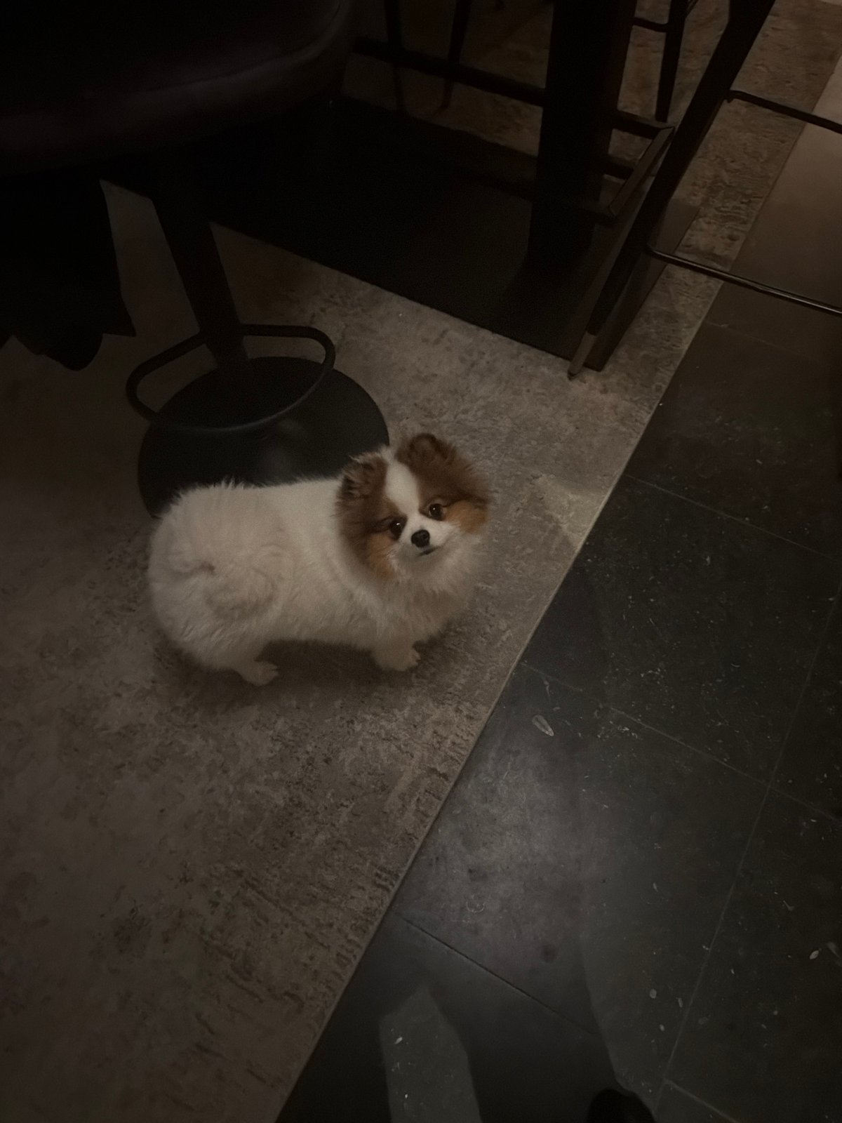 Evening scenes captured in Lunteren: indoor dog, outdoor patio