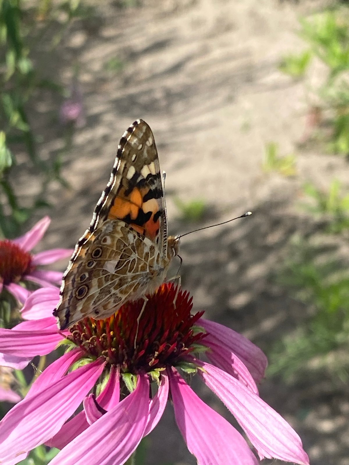 Butterflies, bees, and summer blooms in a Buk garden