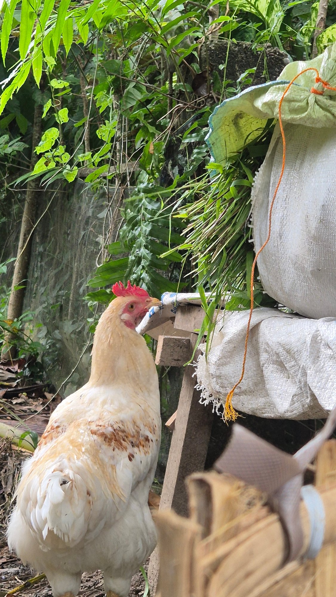 Goats and hens at a rural livestock pen in Mee, Indonesia