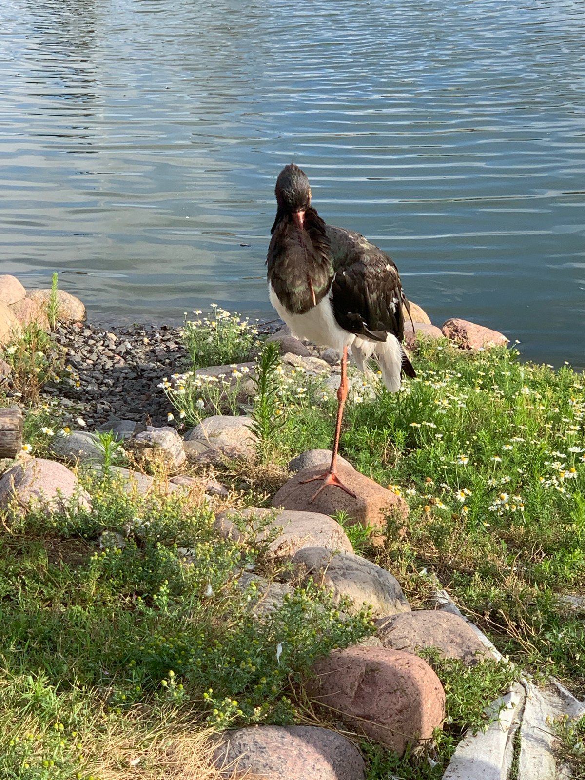 Afternoon tour of a Belarus wildlife park, animals throughout
