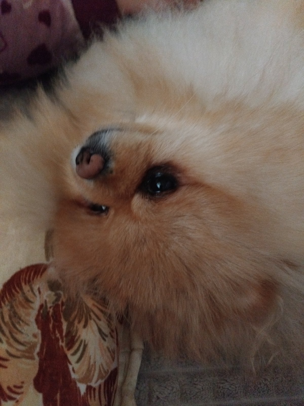 Pomeranian dog enjoys afternoon rest time in Bulgarian home