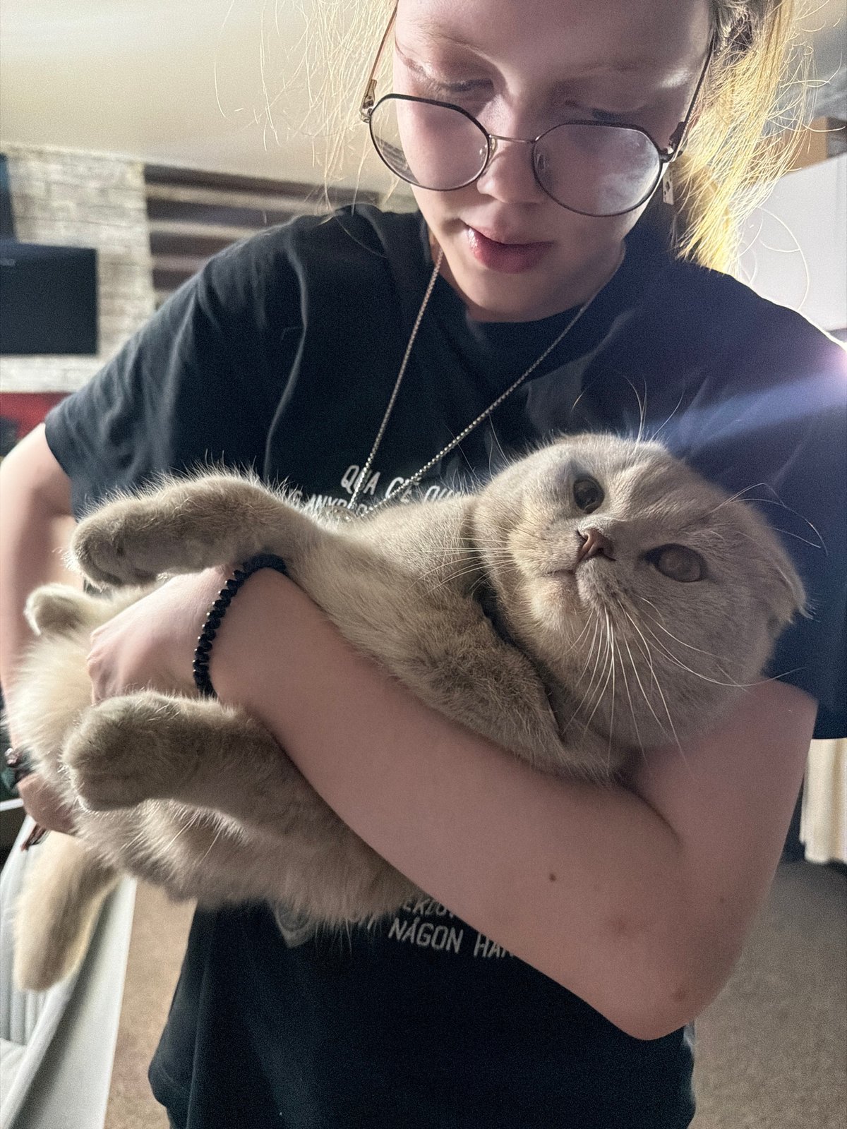 Scottish Fold cat photoshoot captured in Chaikovsky, Russia