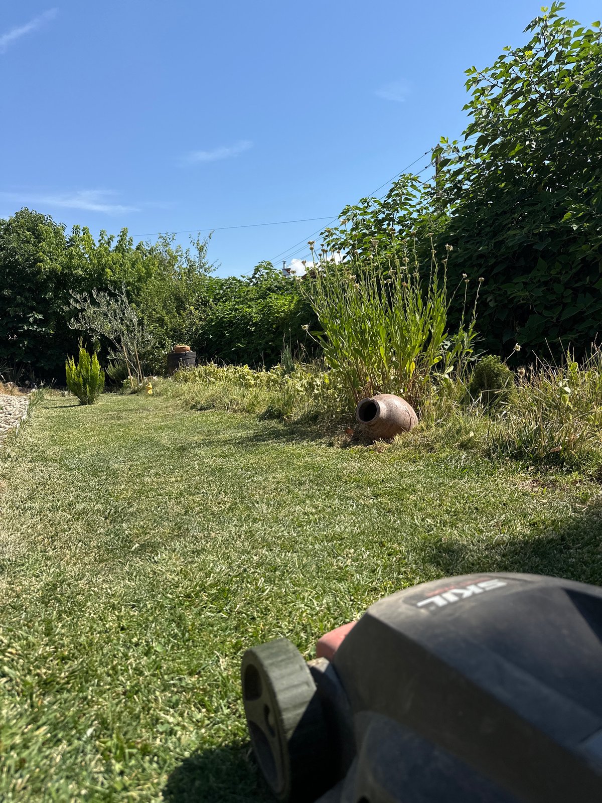 Lazy summer morning in a Bulgarian garden with cats
