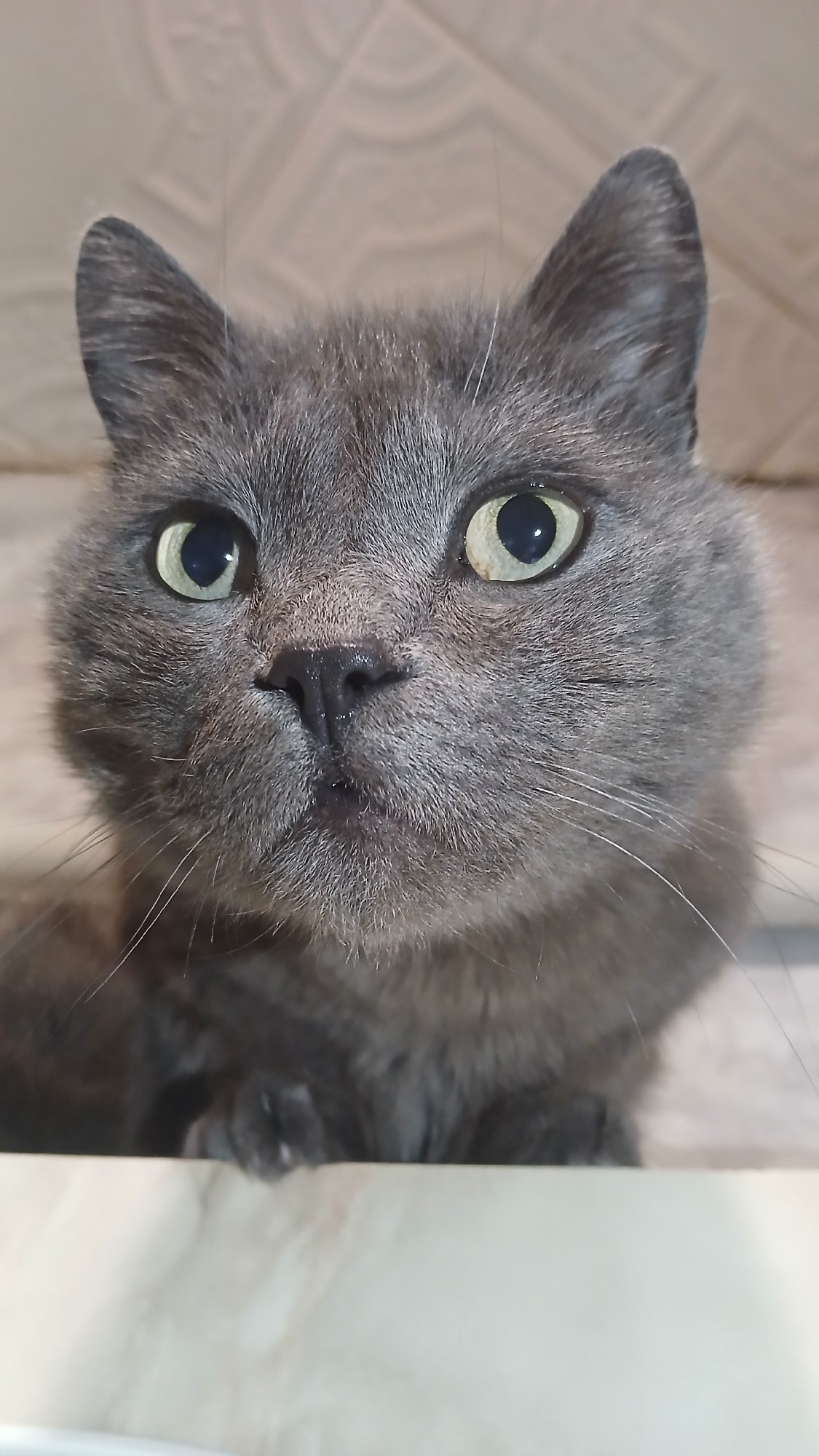 Mixed digital memories: cat photo, social post, Cobain tribute