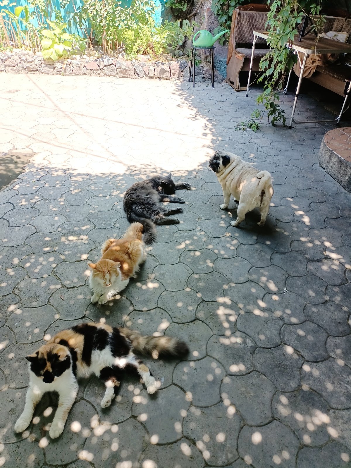 Multi-cat household in Almaty, indoors and out on a June morning
