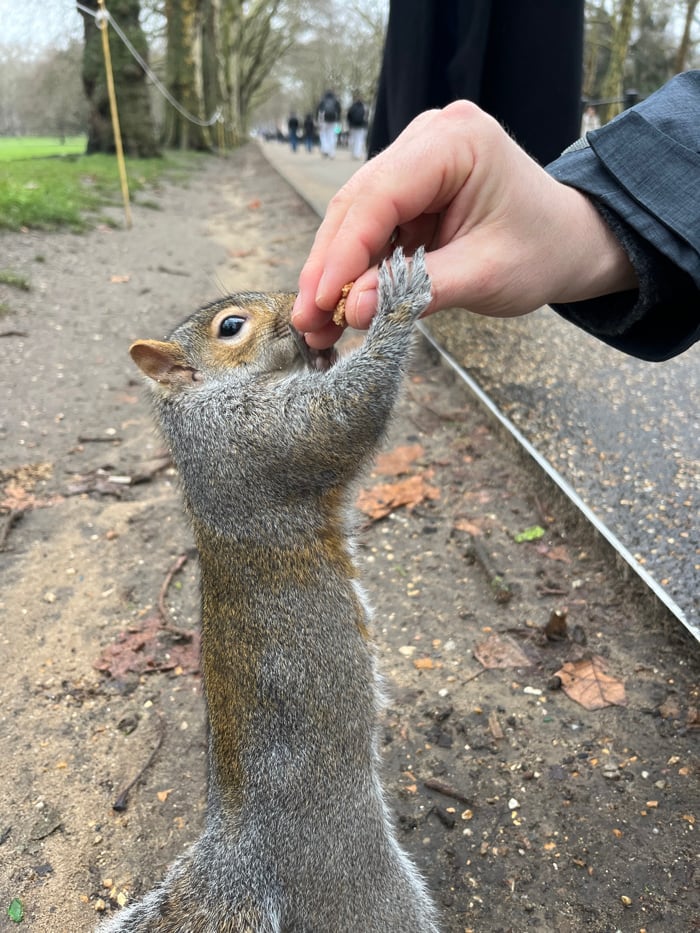 Royal Guards on Horseback, Squirrel Spotted in Central London
