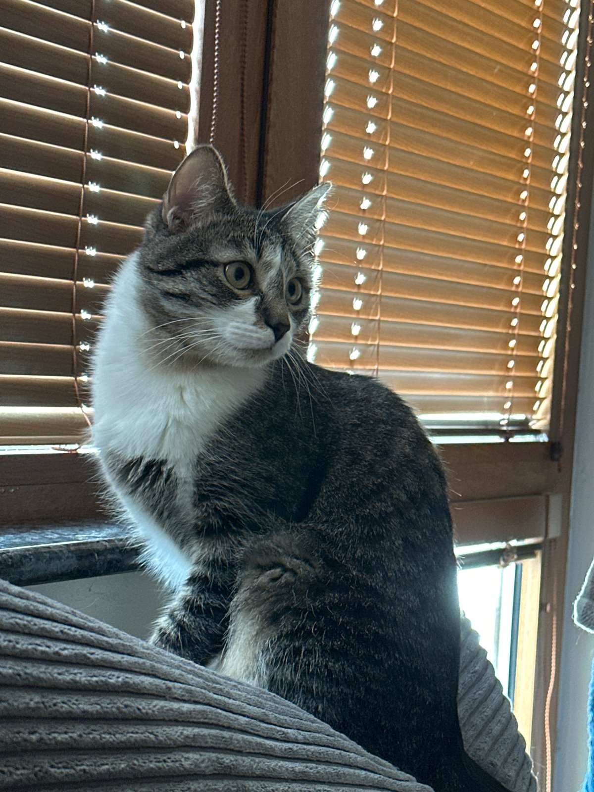 Tabby cat spotted on furniture in Sofia apartment