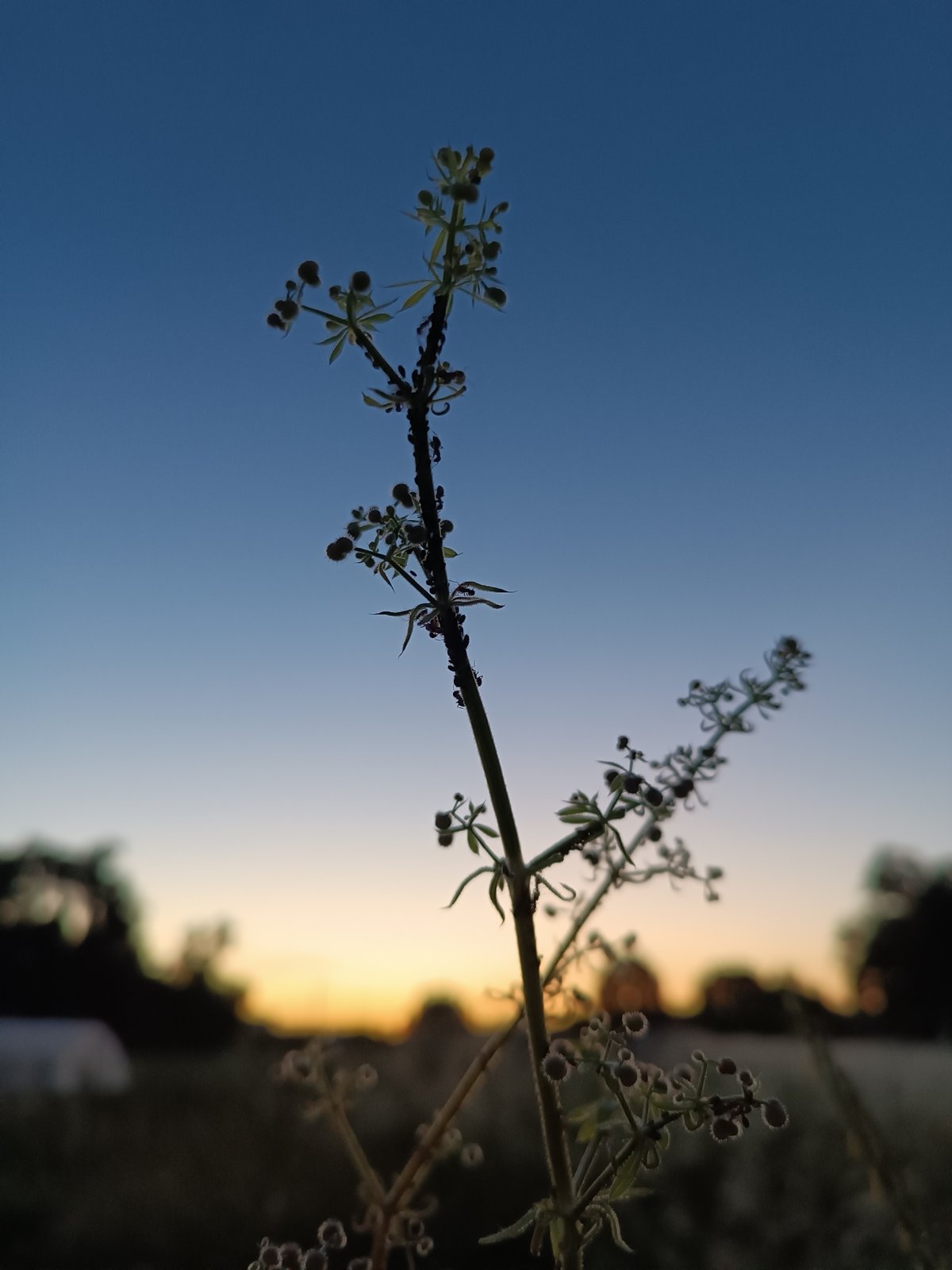 Evening barbecue and sunset captured in rural Viadana, Italy