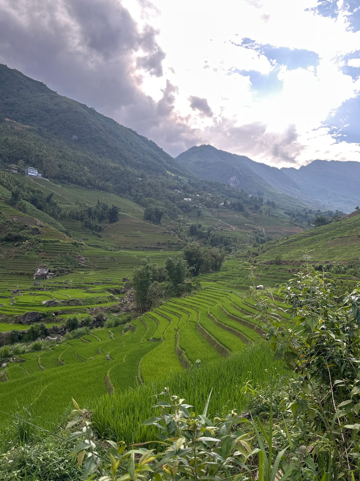 Observers document lush terraced rice fields in Bản Hồ Vietnam
