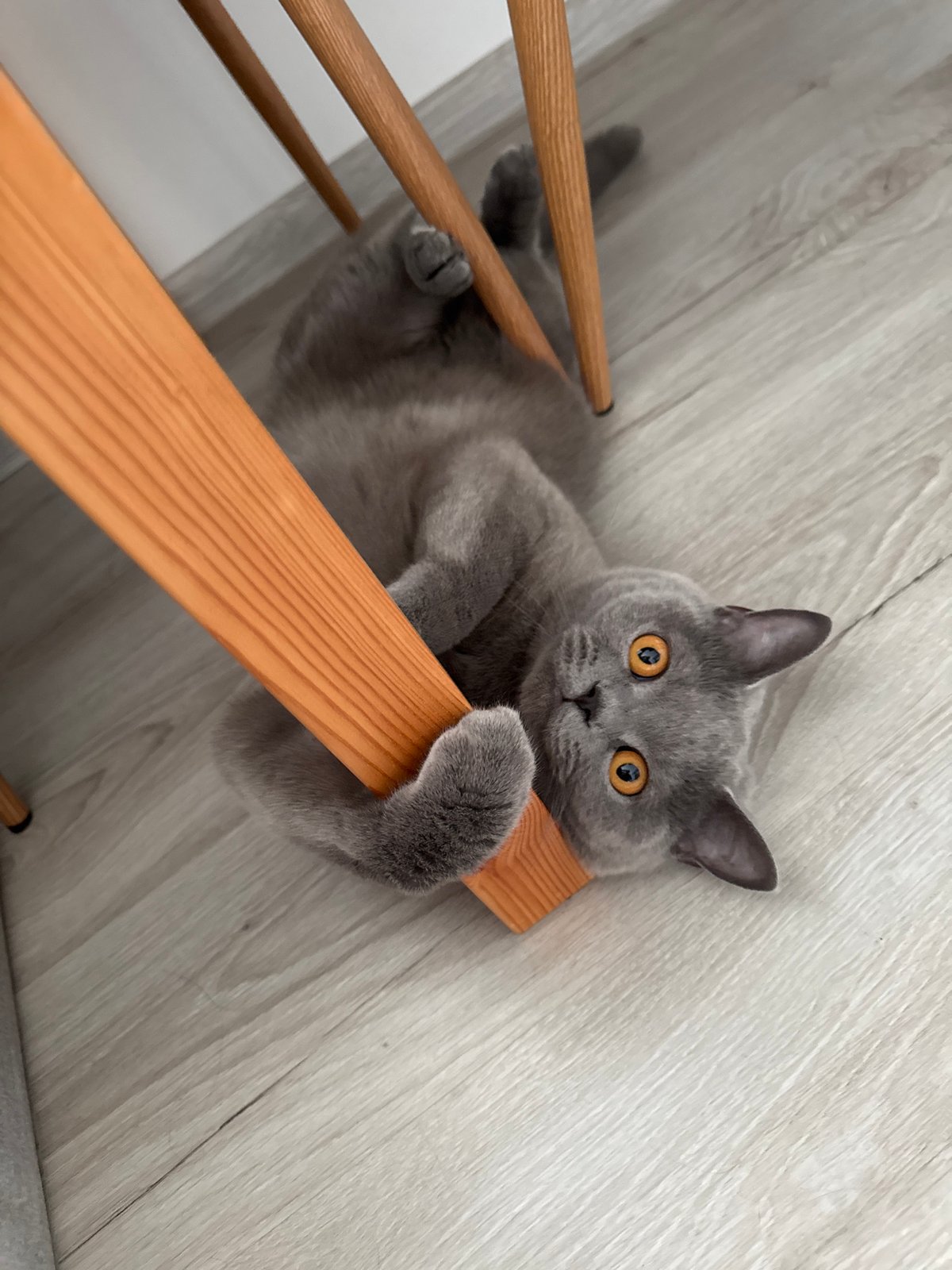 British Shorthair cat at home in Zielona Góra