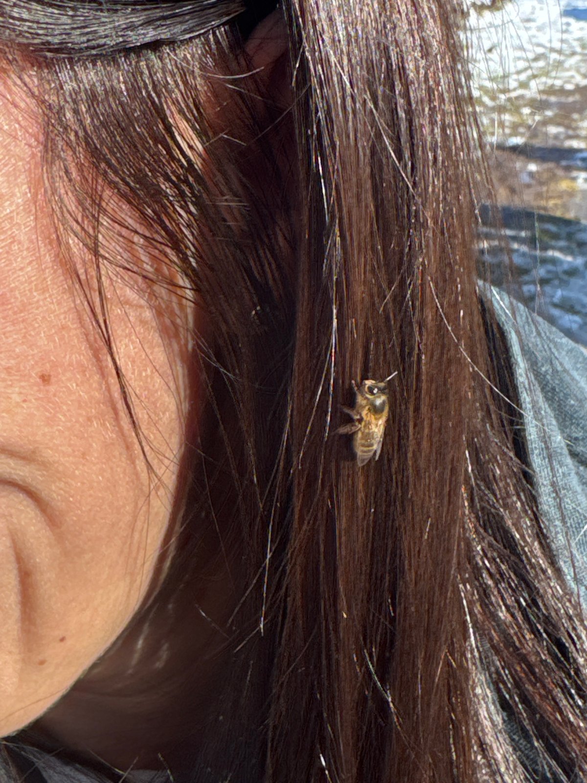 Honeybee spotted walking on person's hair in Russian village