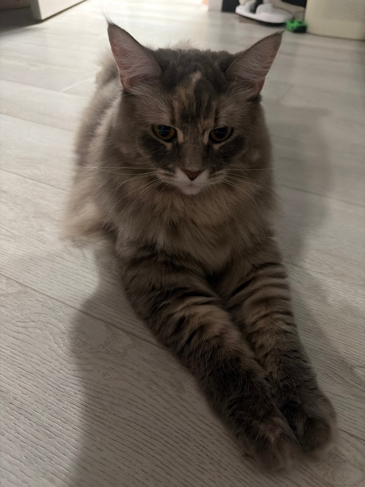 Fluffy cats lounging on a wood floor, multiple angles