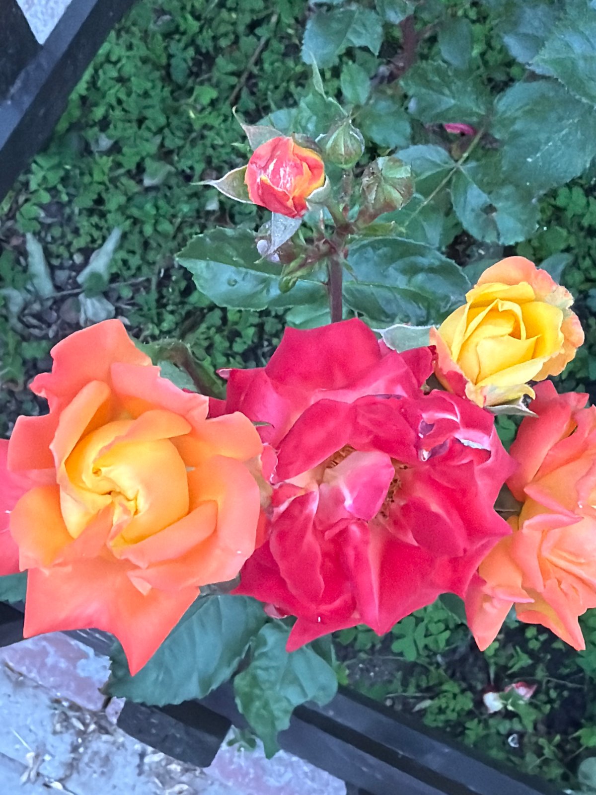 Sofia resident captures roses, city views, dog walks afternoon