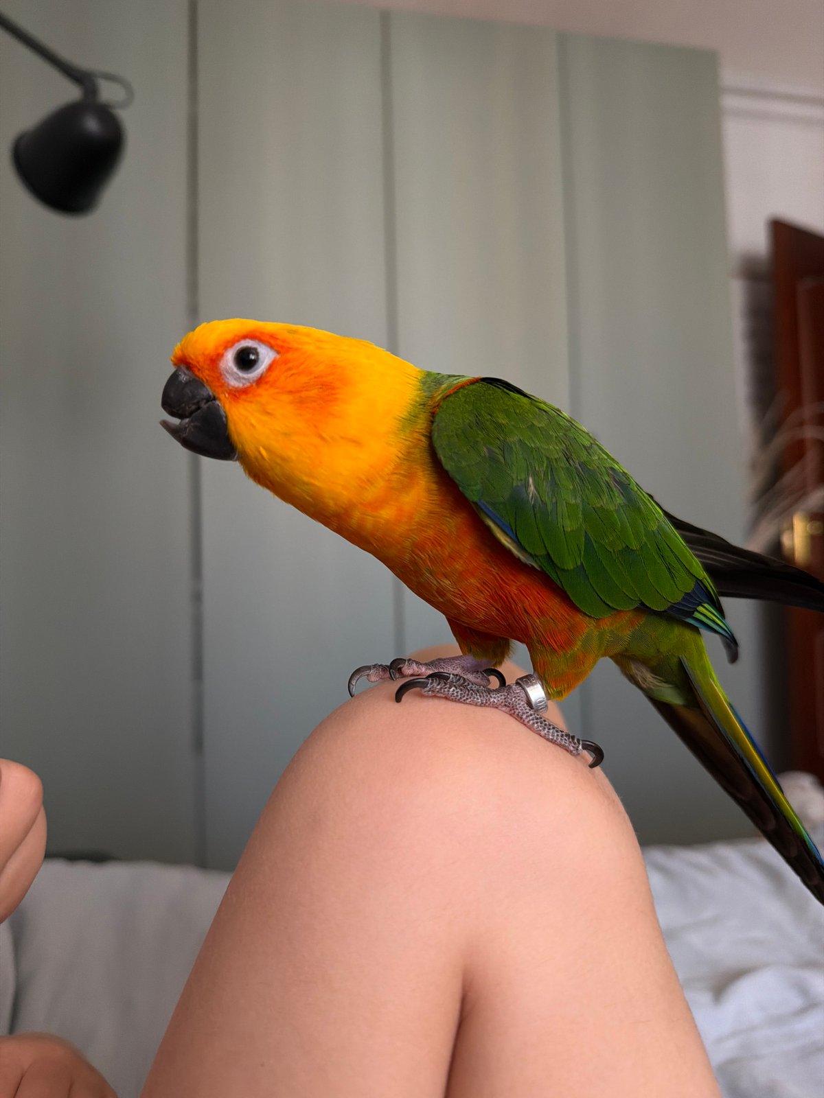 Woman photographs colorful sun conure parrot in Khimki home