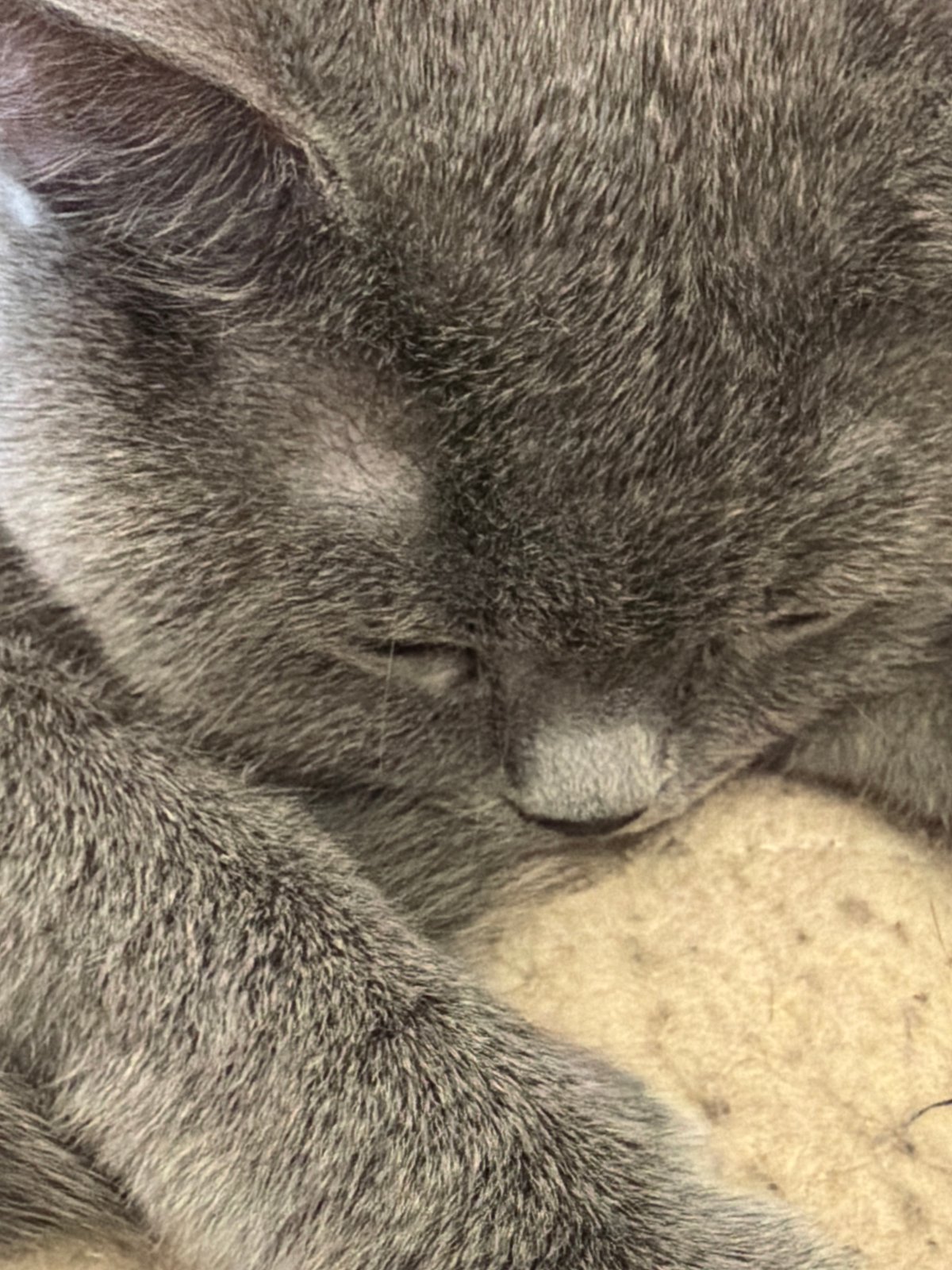 Gray cat photographed resting peacefully at undisclosed location