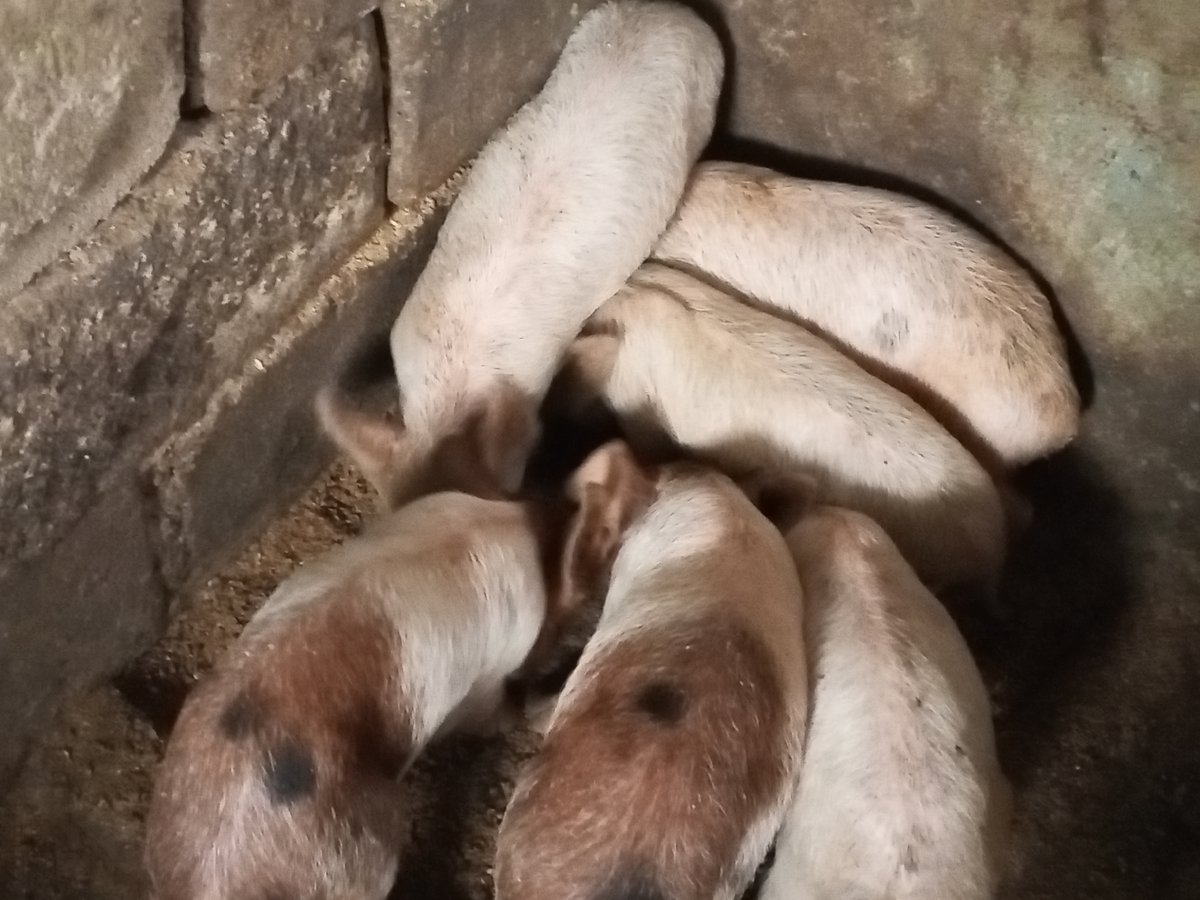 Piglets feeding and ornamental plants documented in Jos, Nigeria