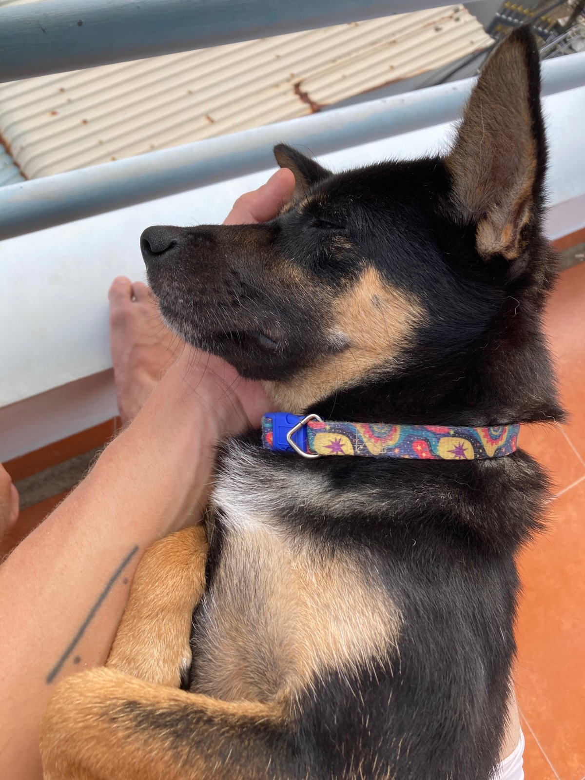 Dogs captured in everyday moments across Vietnamese coastal towns