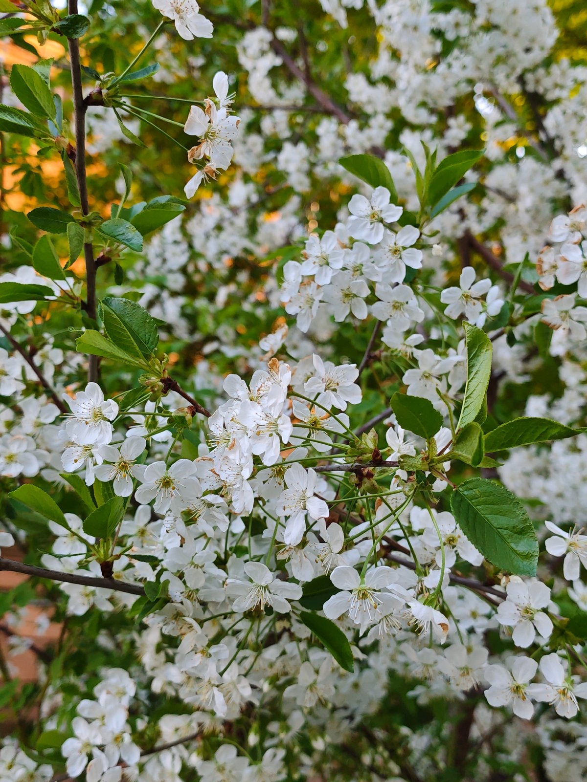 Spring blossoms documented in Vinnytsia, Ukraine