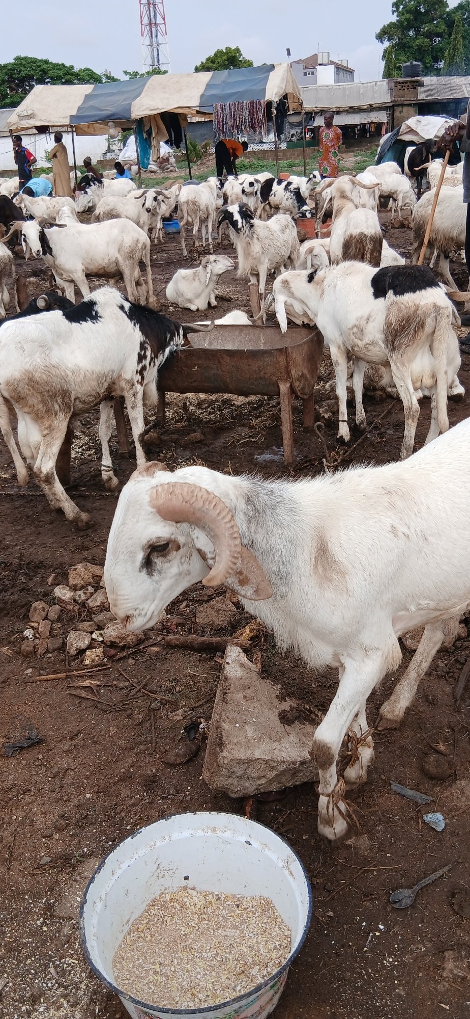 Livestock market operates in Unguwar Sarki, Nigeria