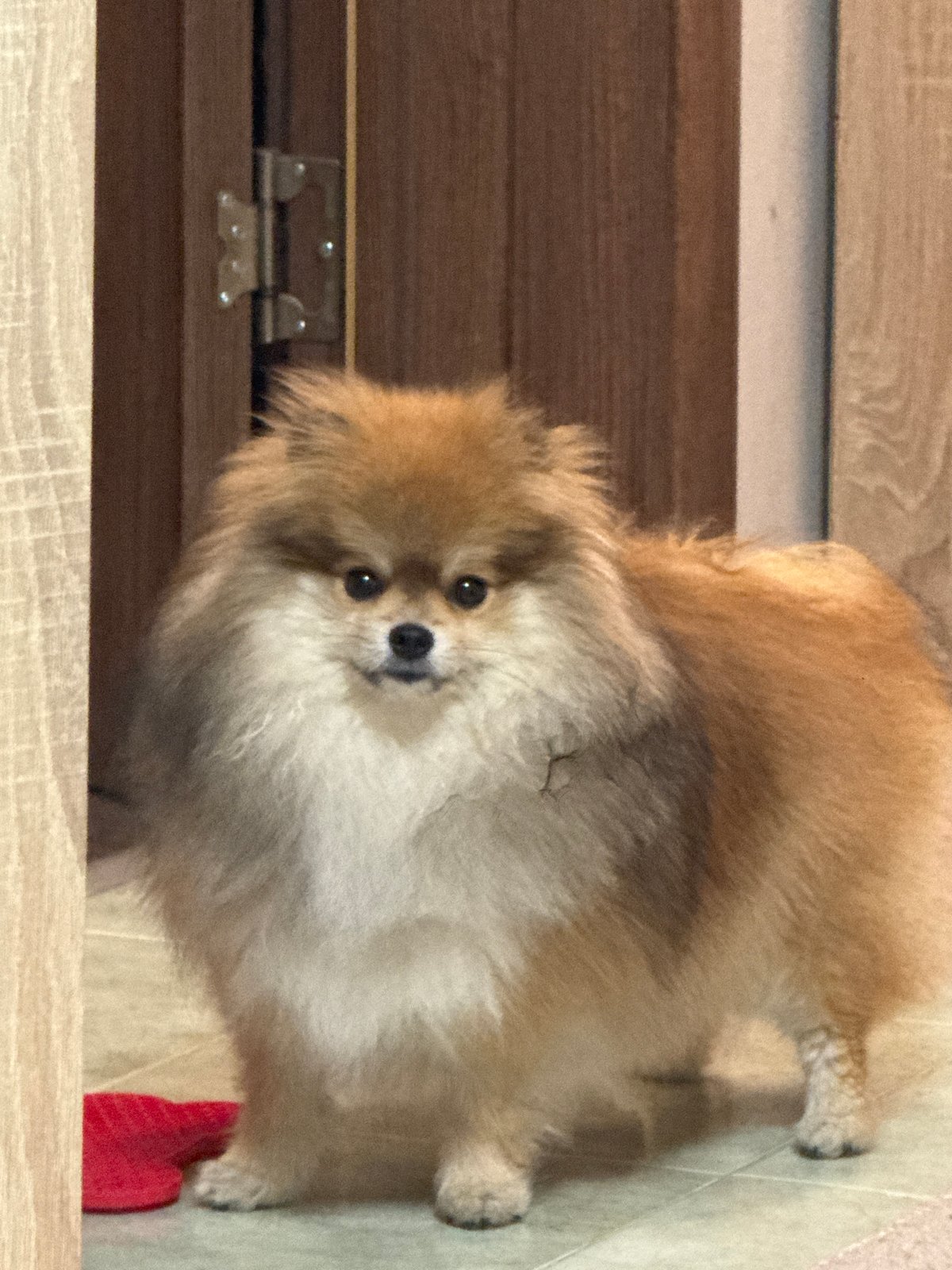 Pomeranian dog observed standing indoors on tiled floor