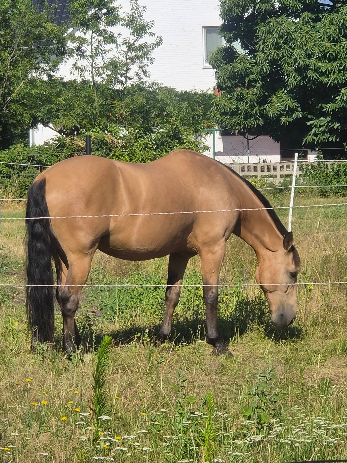 Horse grazing in a fenced Belgian field on a cloudy morning