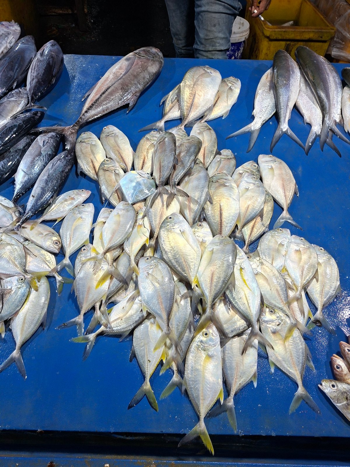 Fresh fish catch displayed at Lhokseumawe market