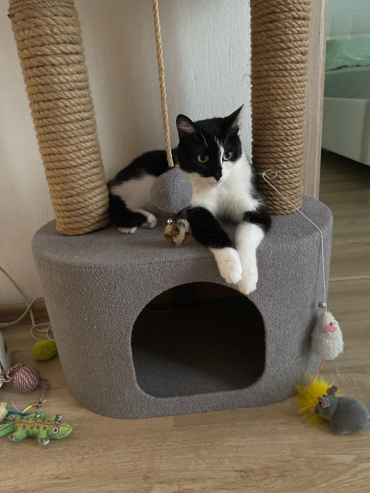 Black and white cat observed resting and playing in Yekaterinburg