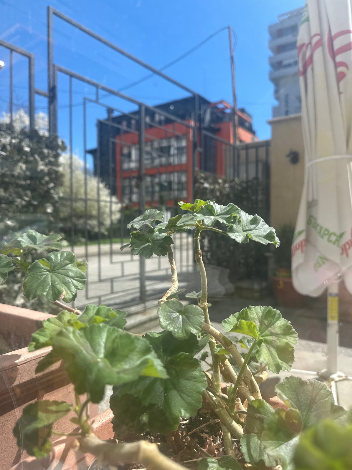 Indoor plant photographed by window in Sofia, Bulgaria