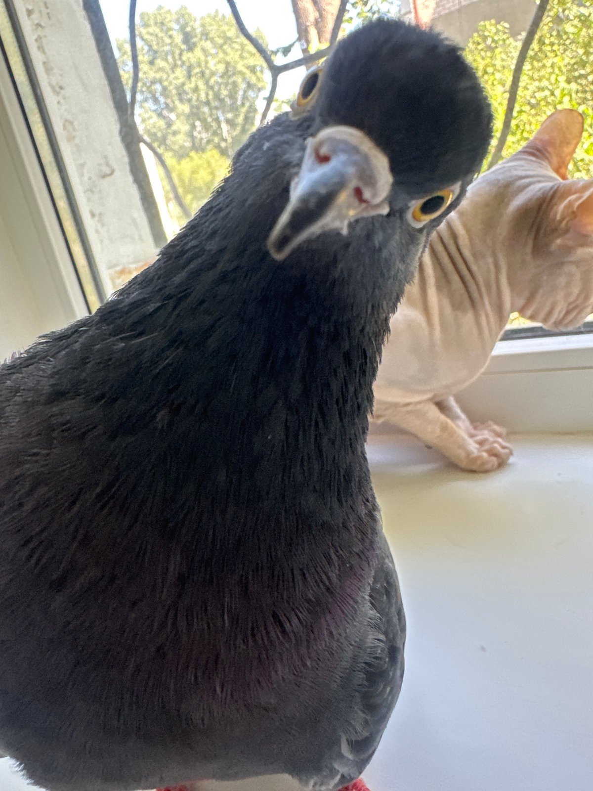 Sphynx cat and pigeon share a windowsill in Togliatti