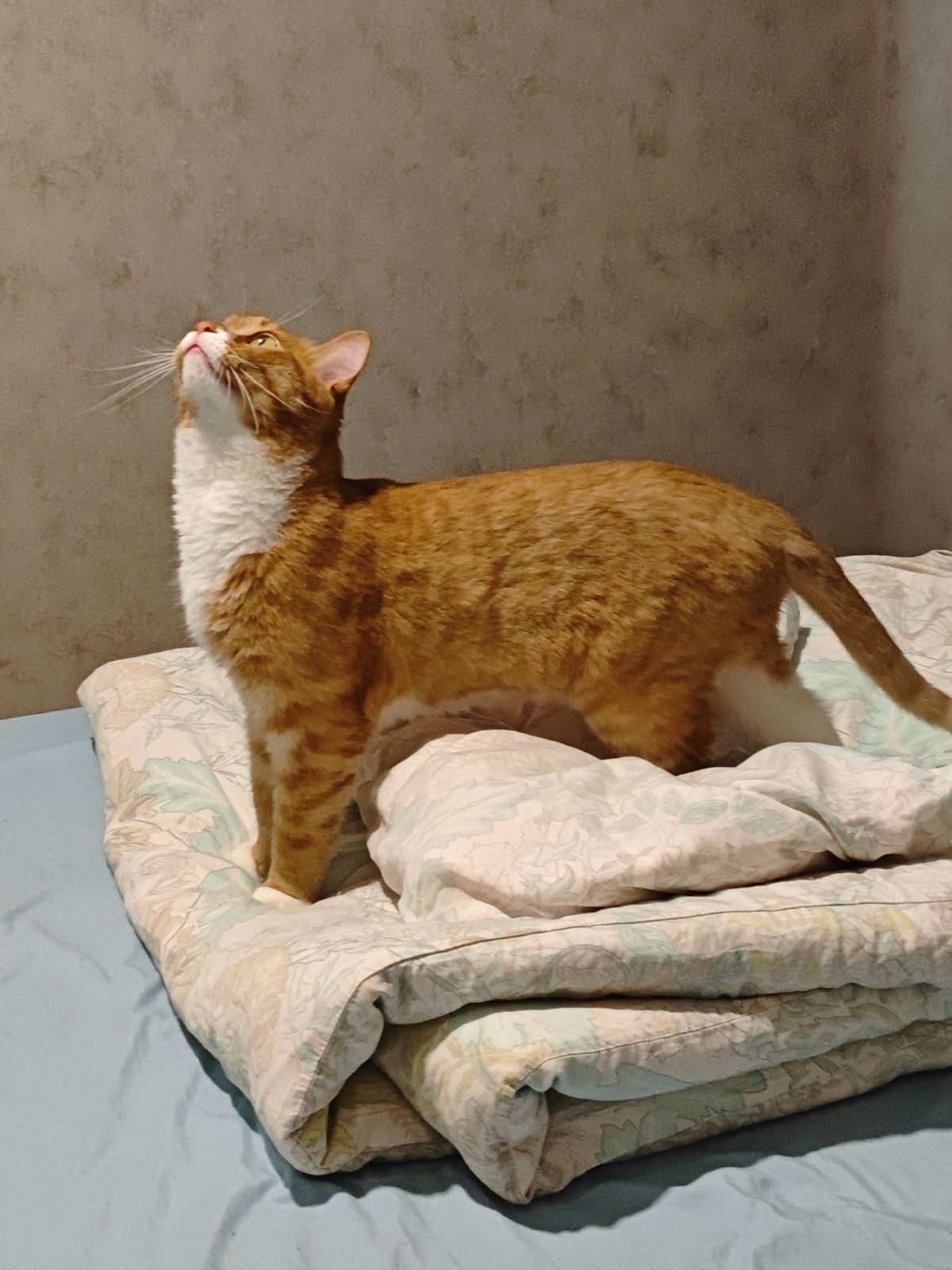 Tabby cat lounges across patterned bedding in multiple poses