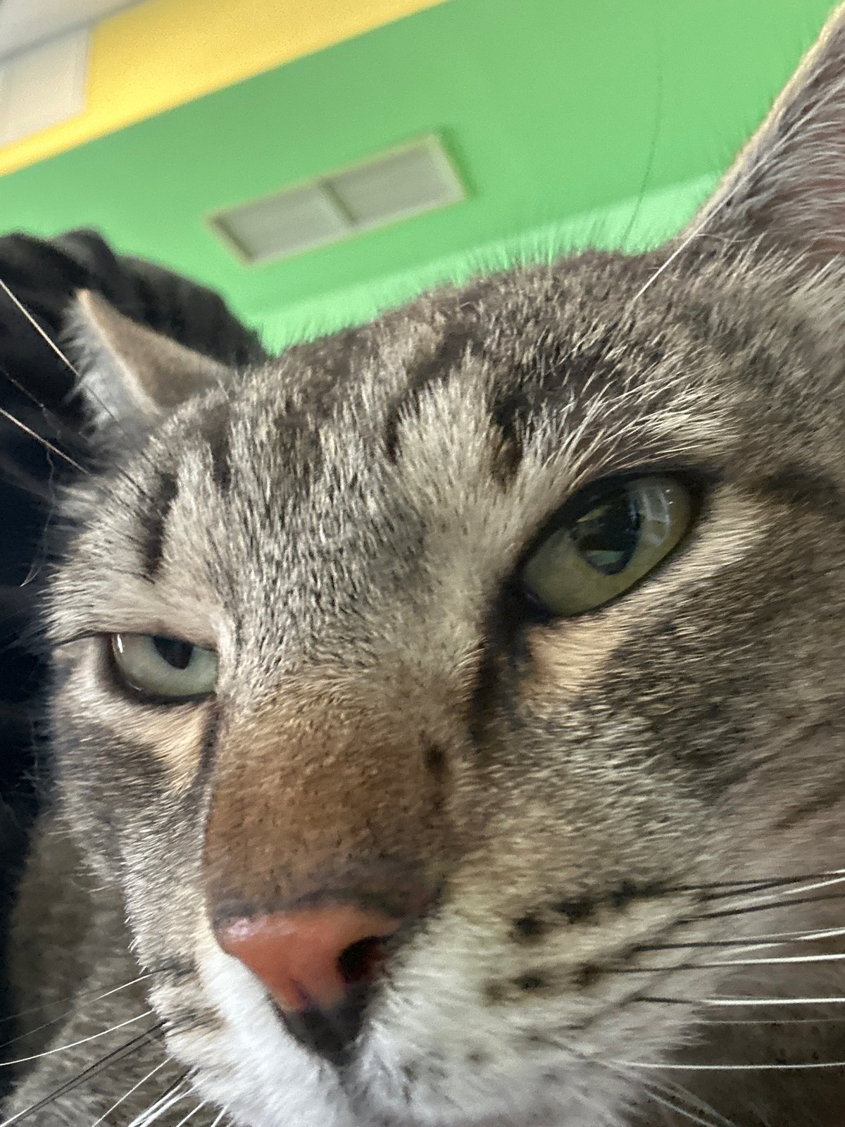 Pet owner documents cats and dogs resting at Sofia home