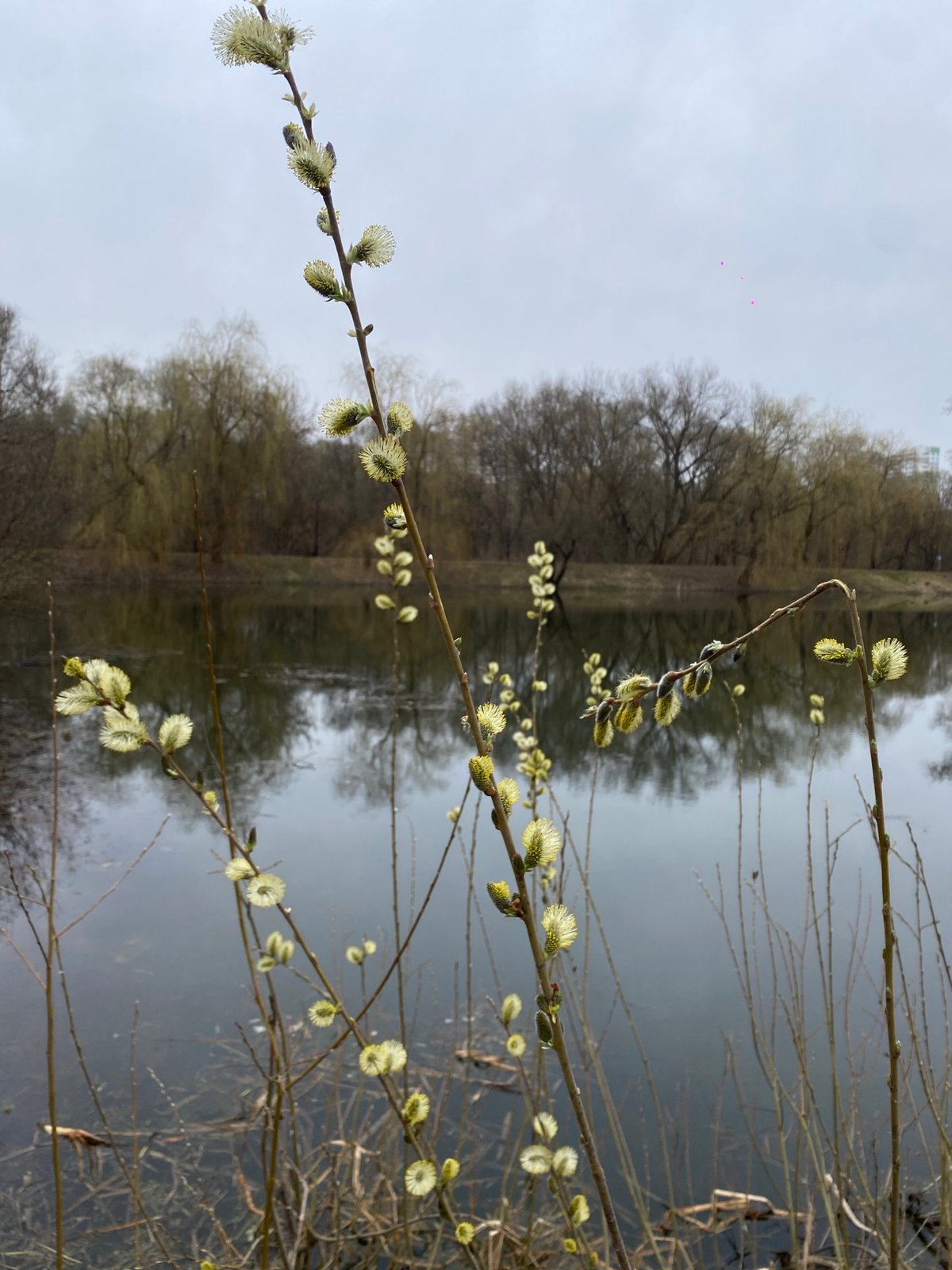 Spring willow catkins bloom near water in Moscow park