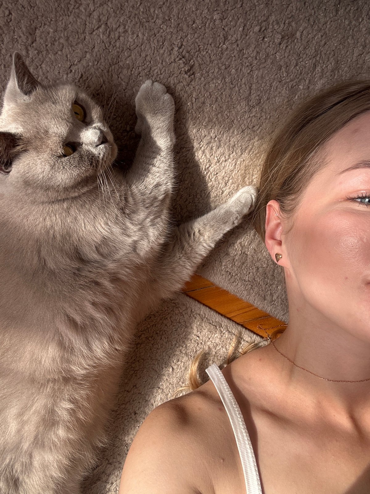 Lazy afternoon on the floor with a grey British Shorthair