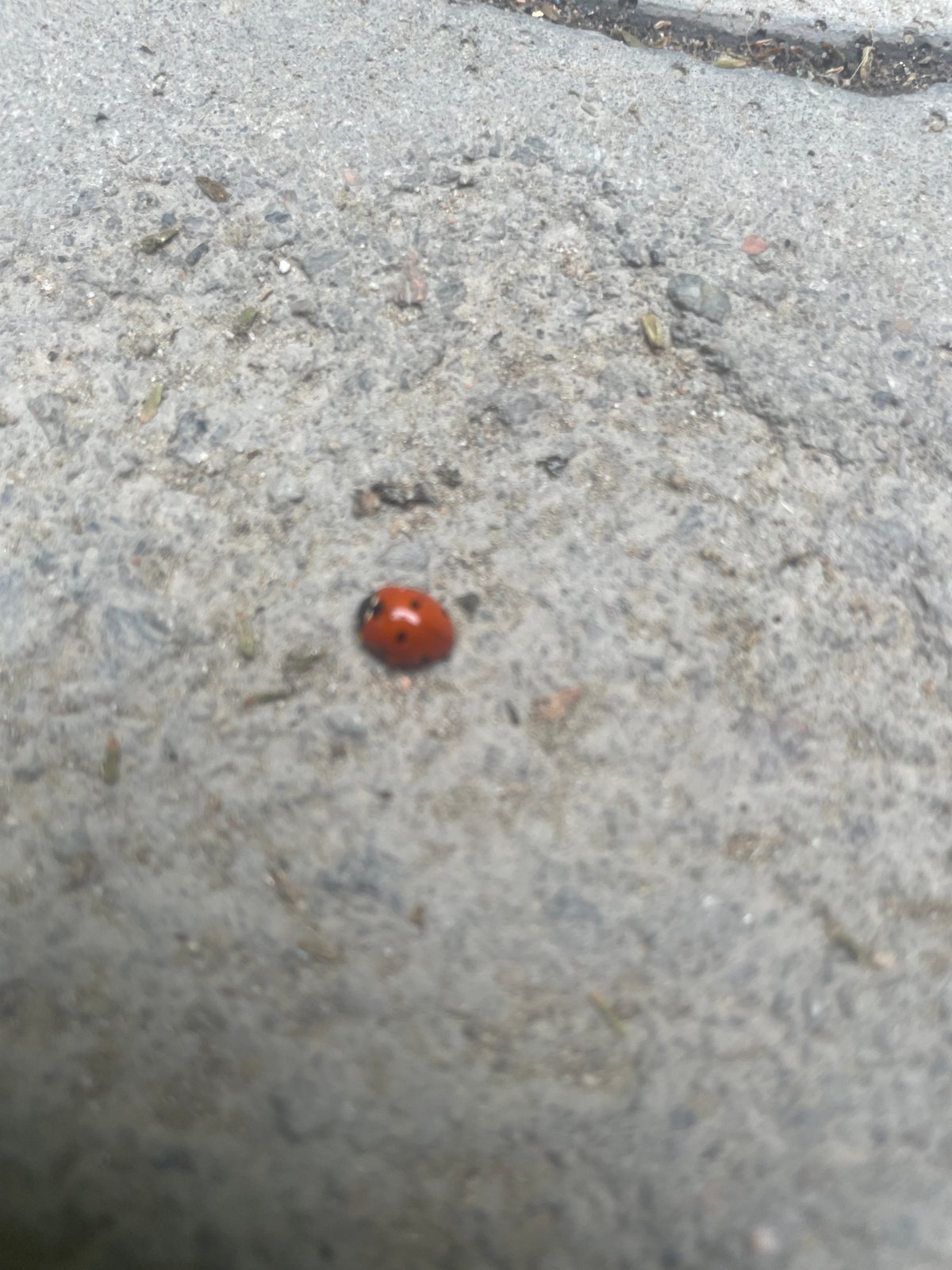 Morning garden documentation captures ladybugs, flowers in Almaty