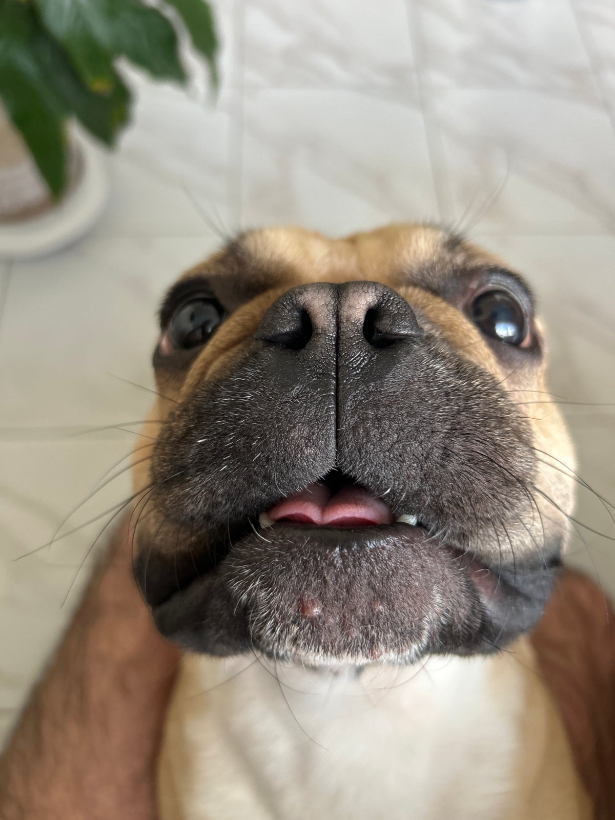 French Bulldog steals the show in a Moscow close-up session